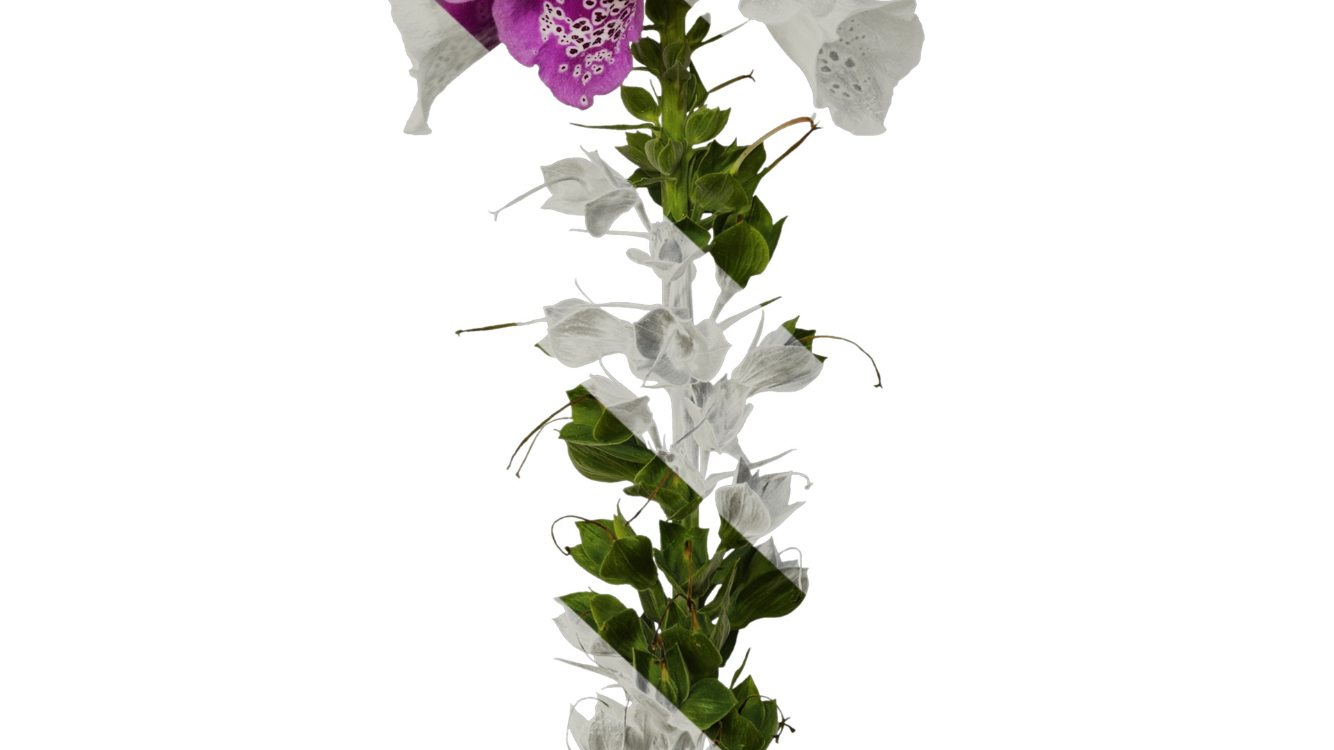 Anydrafts Digitalis purpurea Atlas 05 Texture_7