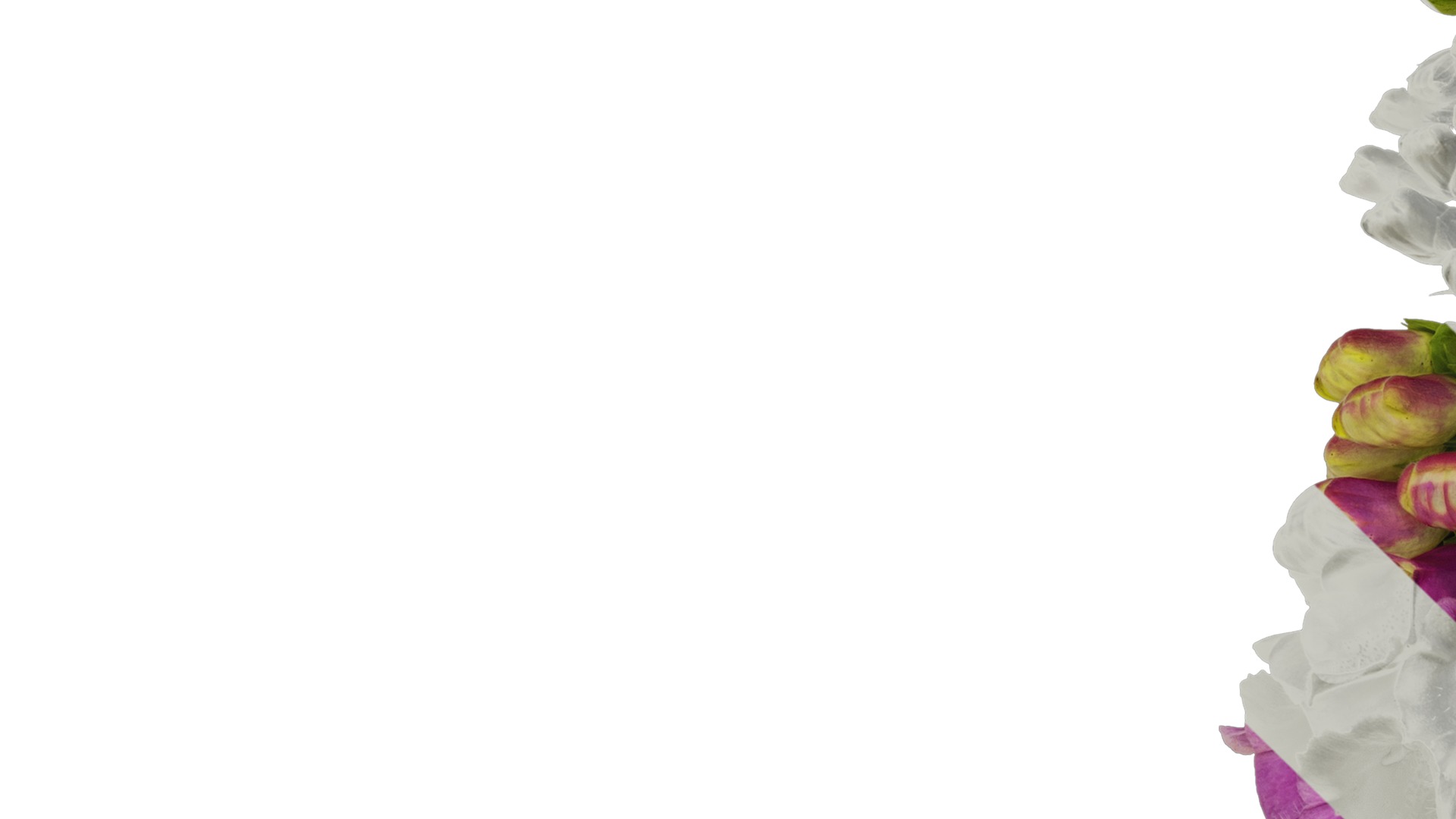 Anydrafts Digitalis purpurea Atlas 05 Texture_1