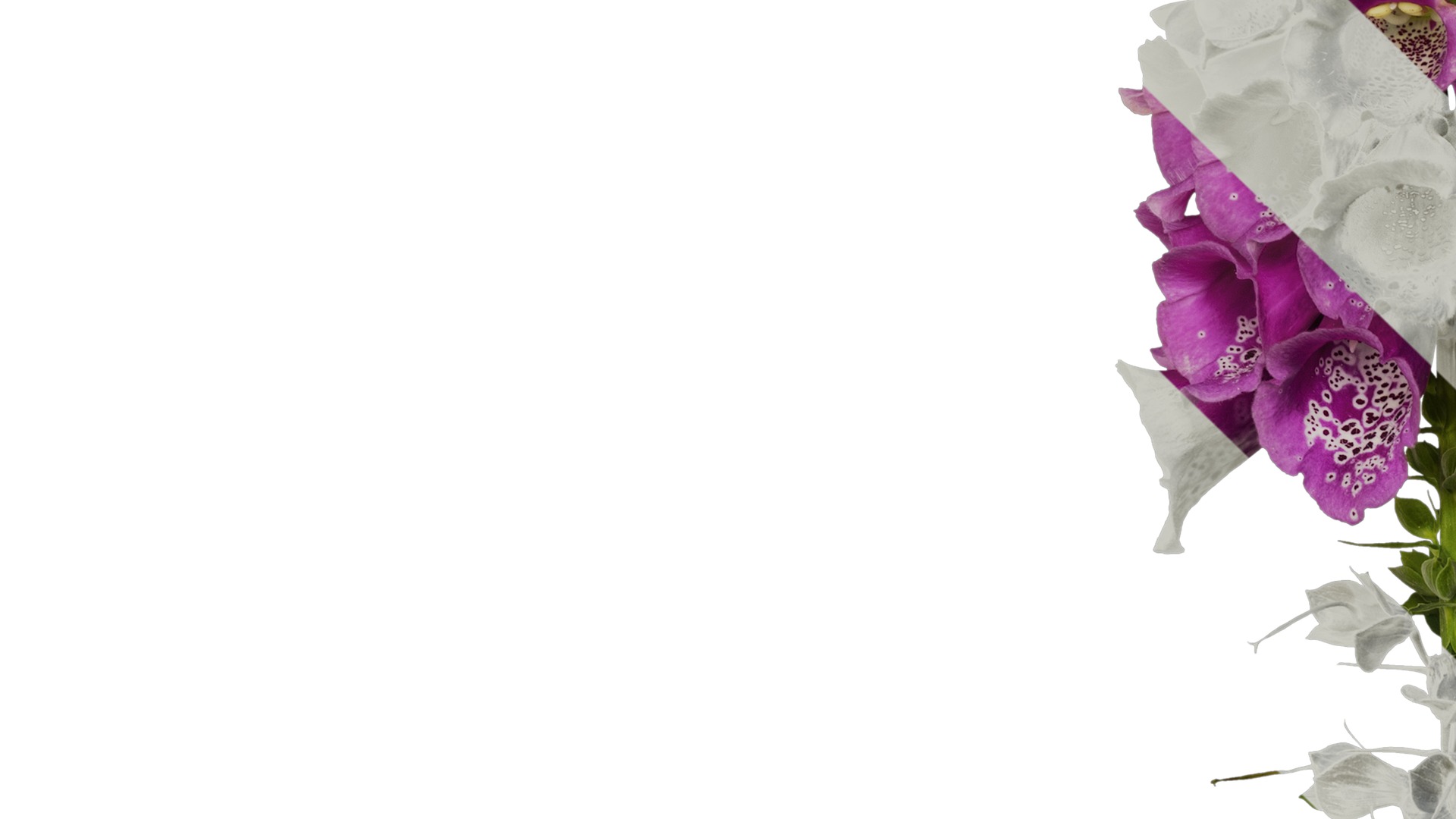 Anydrafts Digitalis purpurea Atlas 05 Texture_3