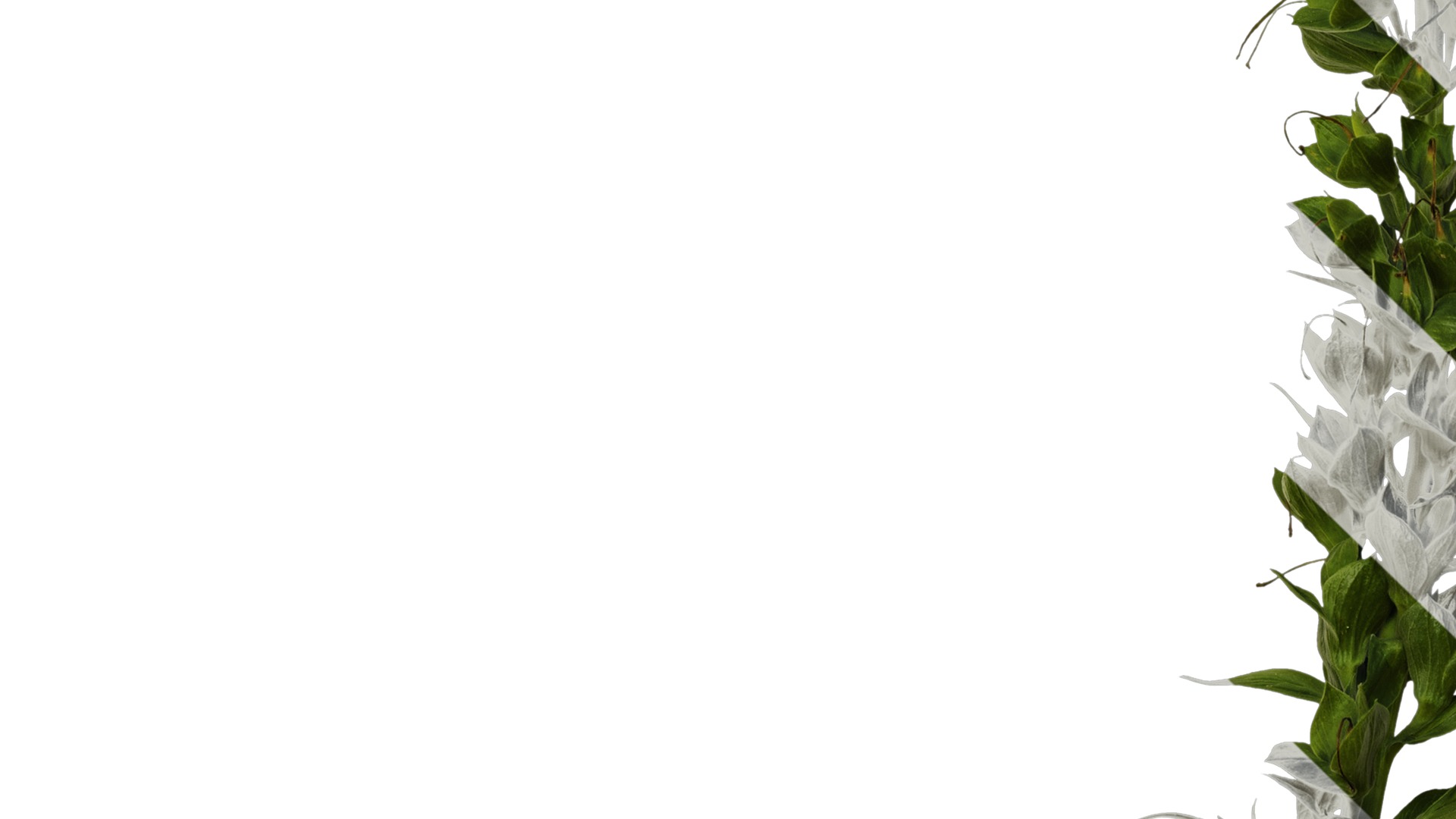 Anydrafts Digitalis purpurea Atlas 05 Texture_5