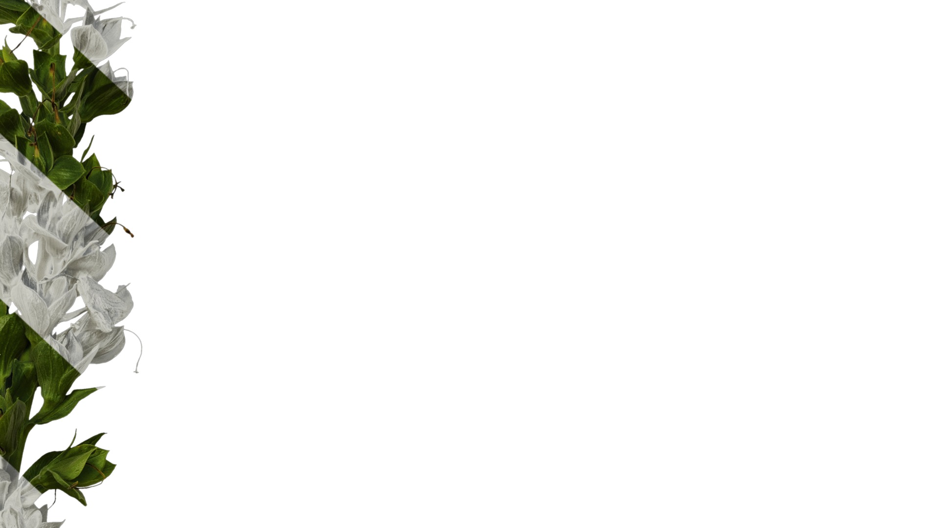 Anydrafts Digitalis purpurea Atlas 05 Texture_6