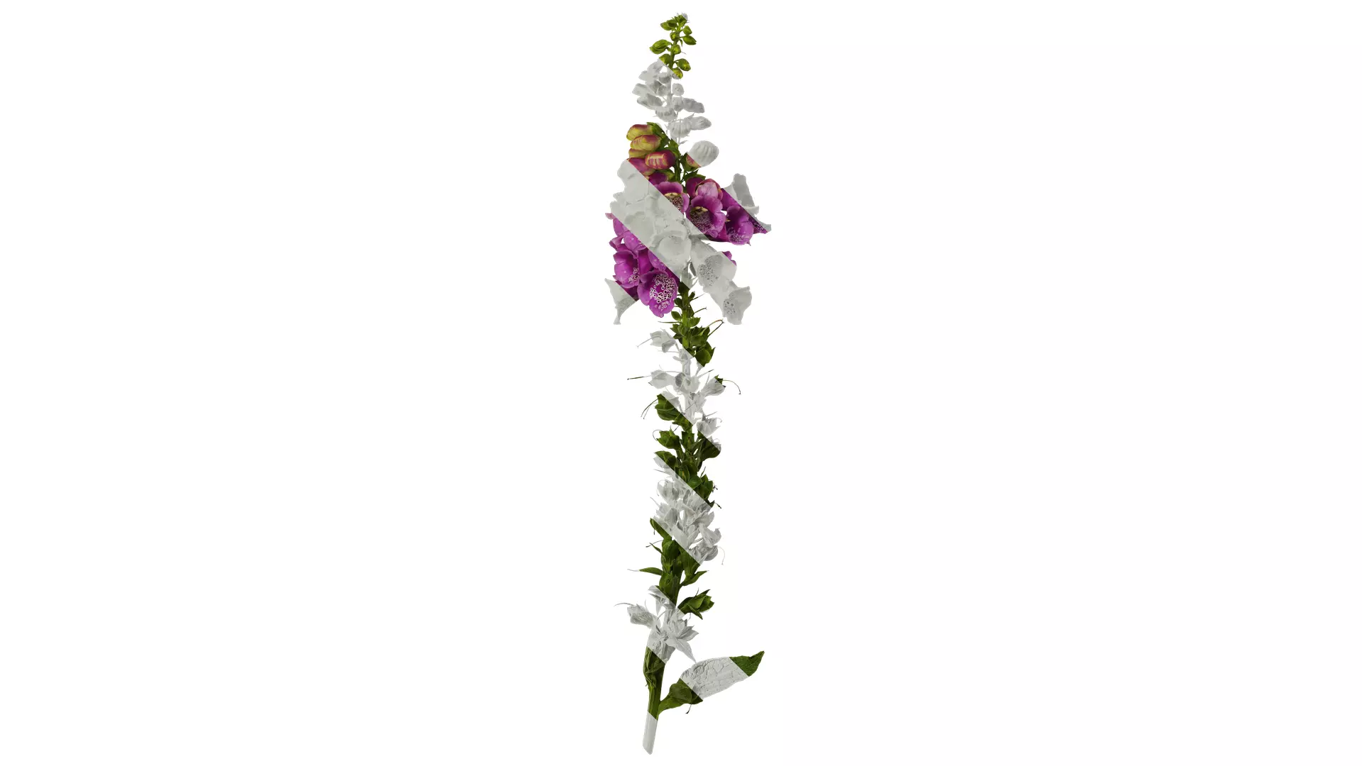 Anydrafts Digitalis purpurea Atlas 05 Texture_0