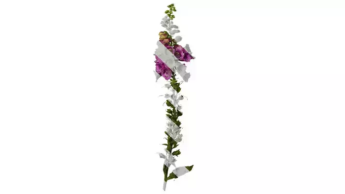 Anydrafts Digitalis purpurea Atlas 05