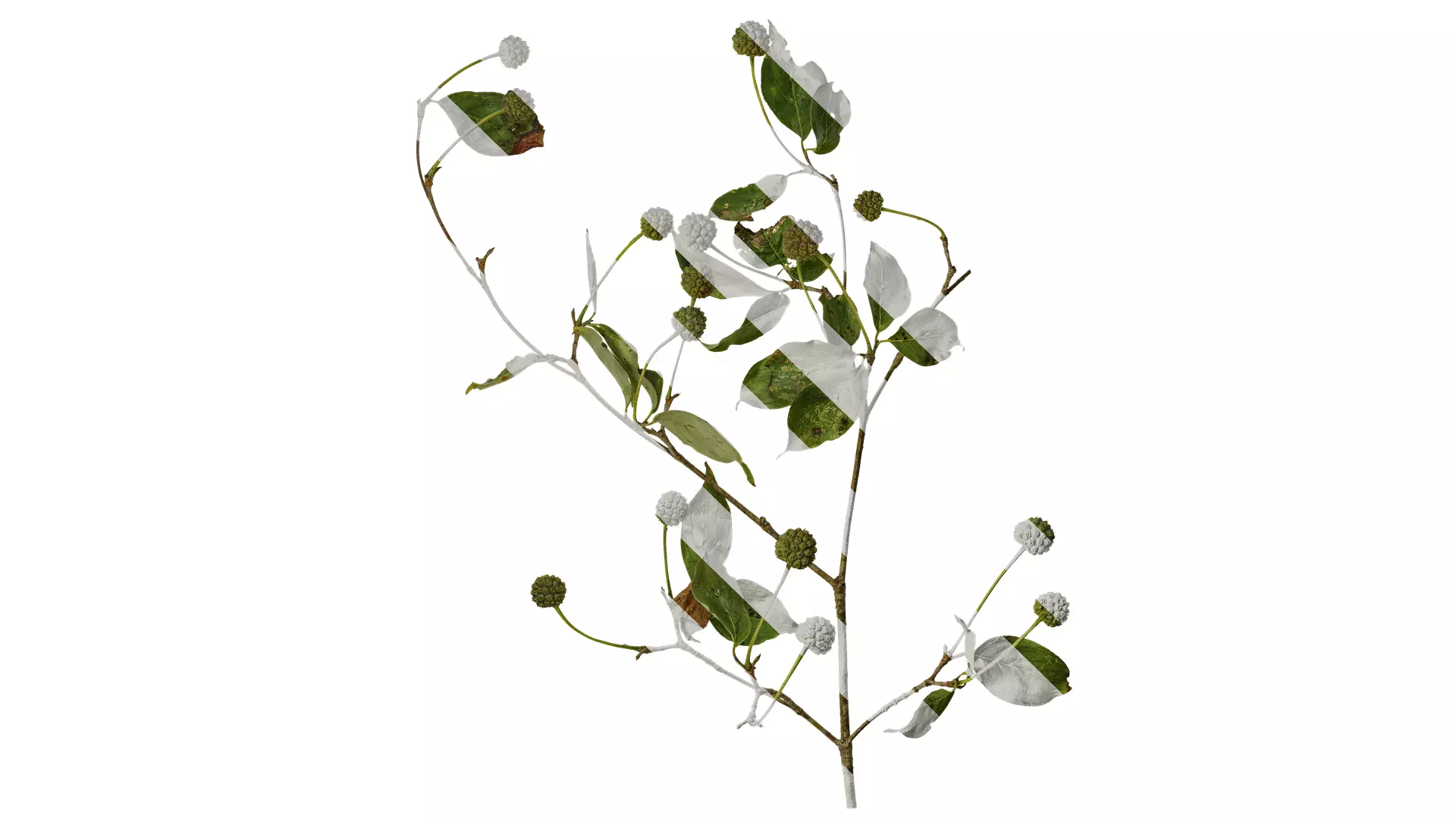 Anydrafts Cornus multinervosa Atlas 02 Texture