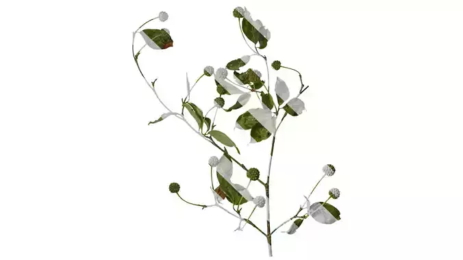 Anydrafts Cornus multinervosa Atlas 02