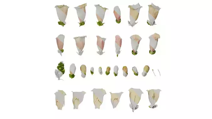 Anydrafts Digitalis purpurea Flower 01