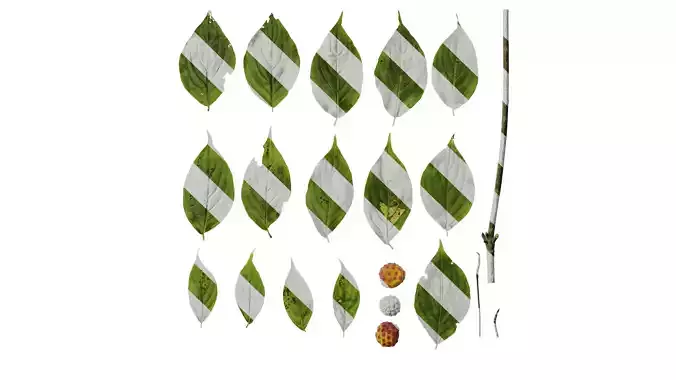 Anydrafts Cornus multinervosa Atlas 03