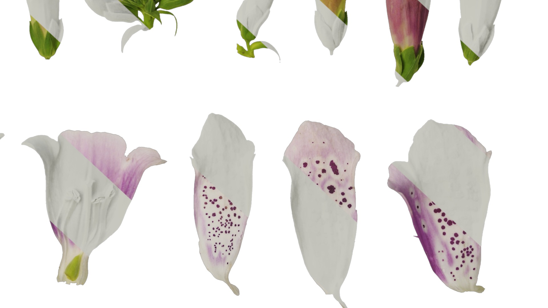 Anydrafts Digitalis purpurea Flower 02 Texture_6