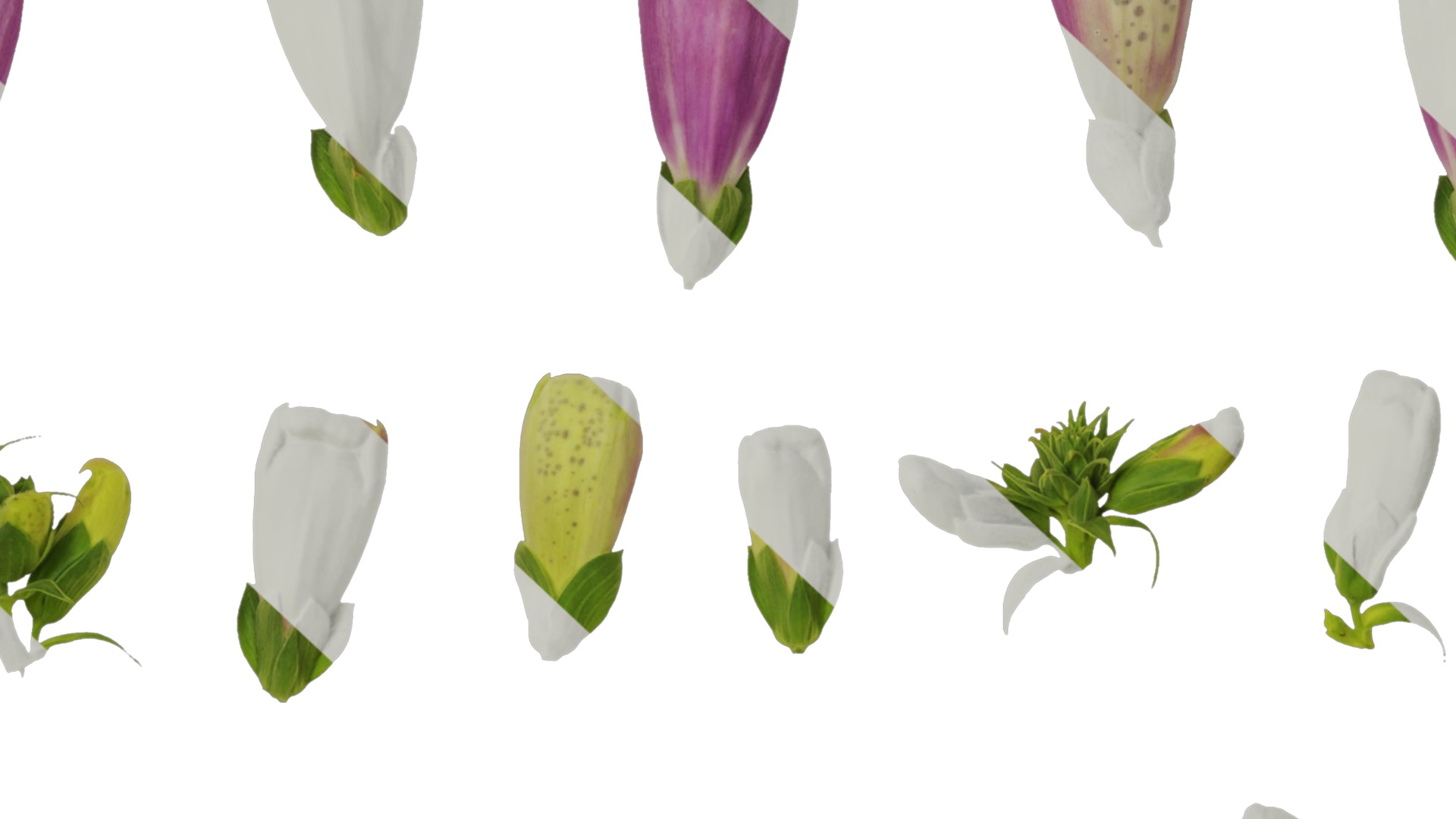 Anydrafts Digitalis purpurea Flower 02 Texture_7