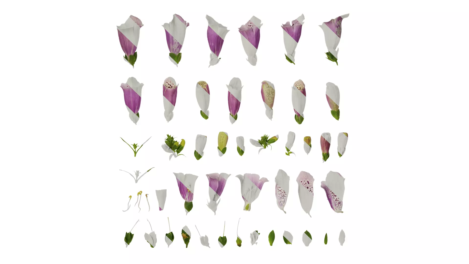 Anydrafts Digitalis purpurea Flower 02 Texture_0