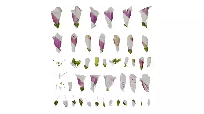 Anydrafts Digitalis purpurea Flower 02