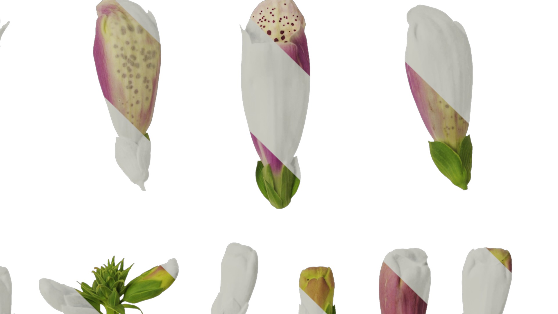 Anydrafts Digitalis purpurea Flower 02 Texture_4