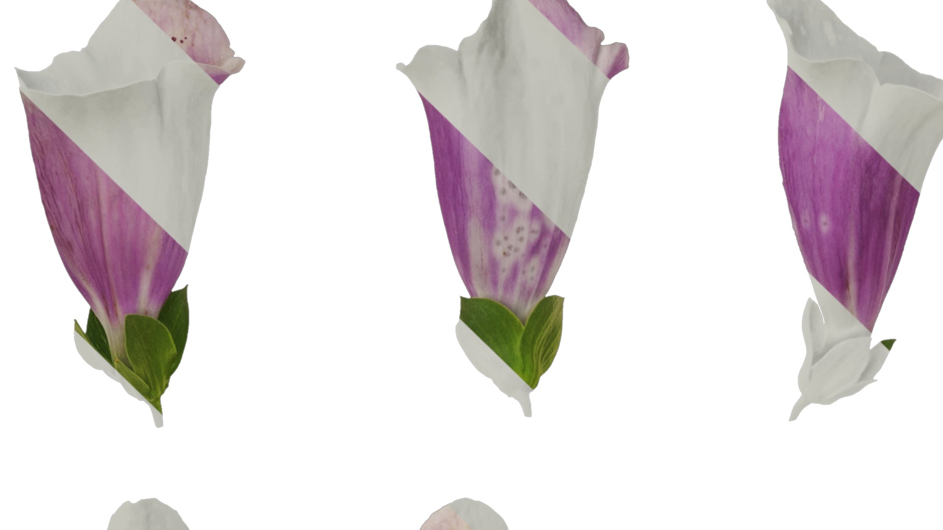 Anydrafts Digitalis purpurea Flower 02 Texture_1