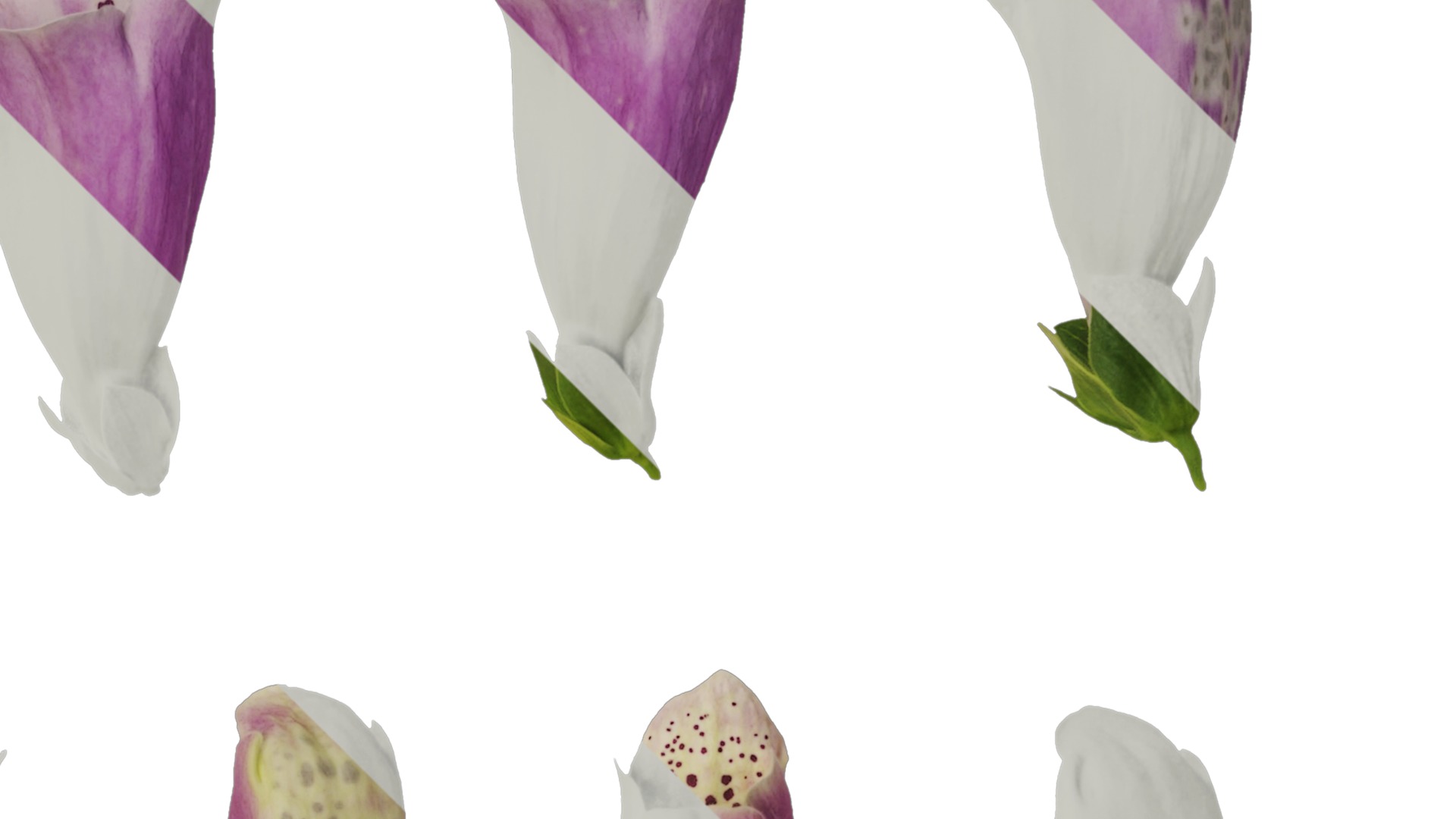 Anydrafts Digitalis purpurea Flower 02 Texture_2