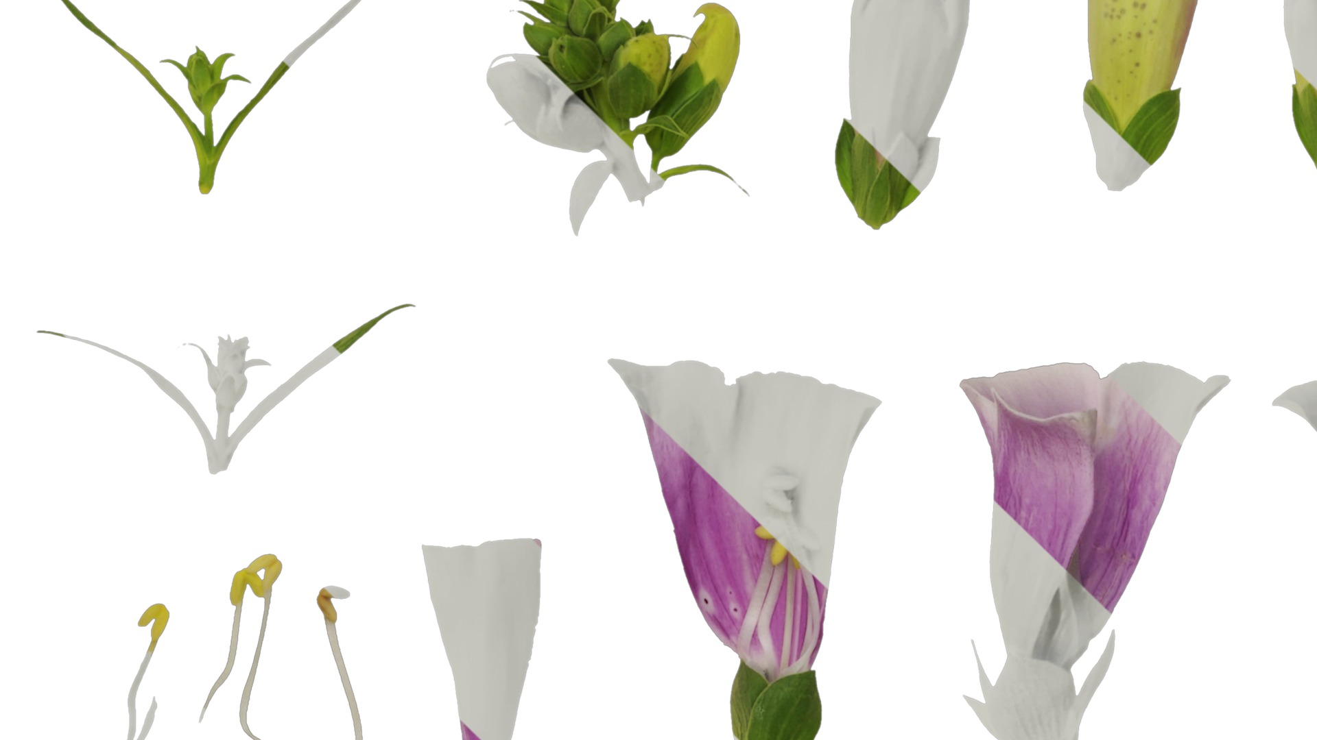 Anydrafts Digitalis purpurea Flower 02 Texture_5