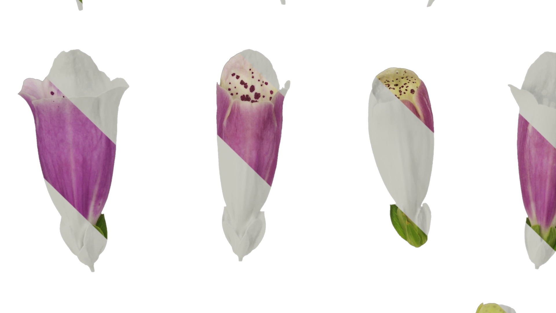 Anydrafts Digitalis purpurea Flower 02 Texture_3