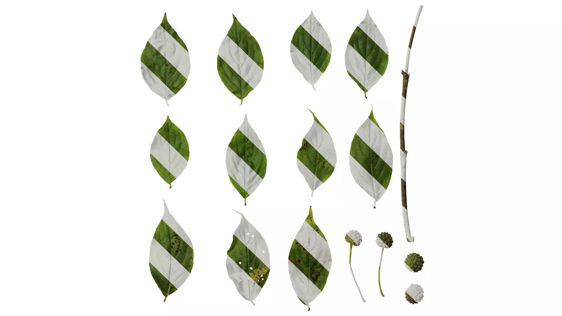 Anydrafts Cornus multinervosa Atlas 04 Texture