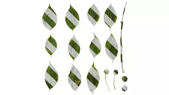 Anydrafts Cornus multinervosa Atlas 04