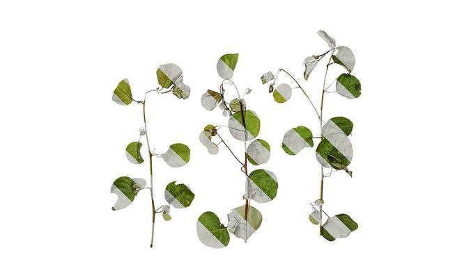 Anydrafts Cotinus coggygria Atlas 01 Texture