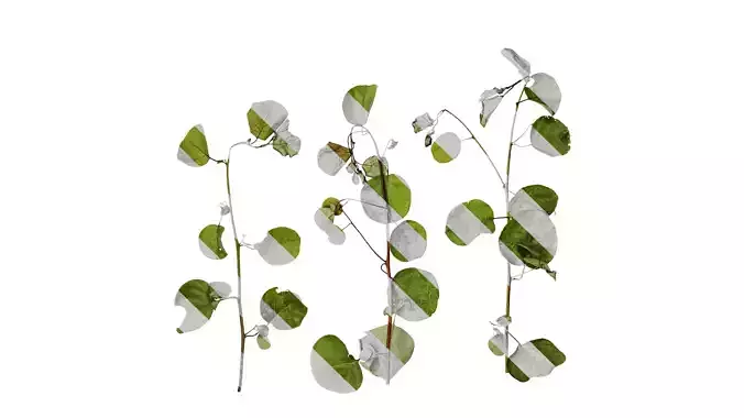 Anydrafts Cotinus coggygria Atlas 01 Texture