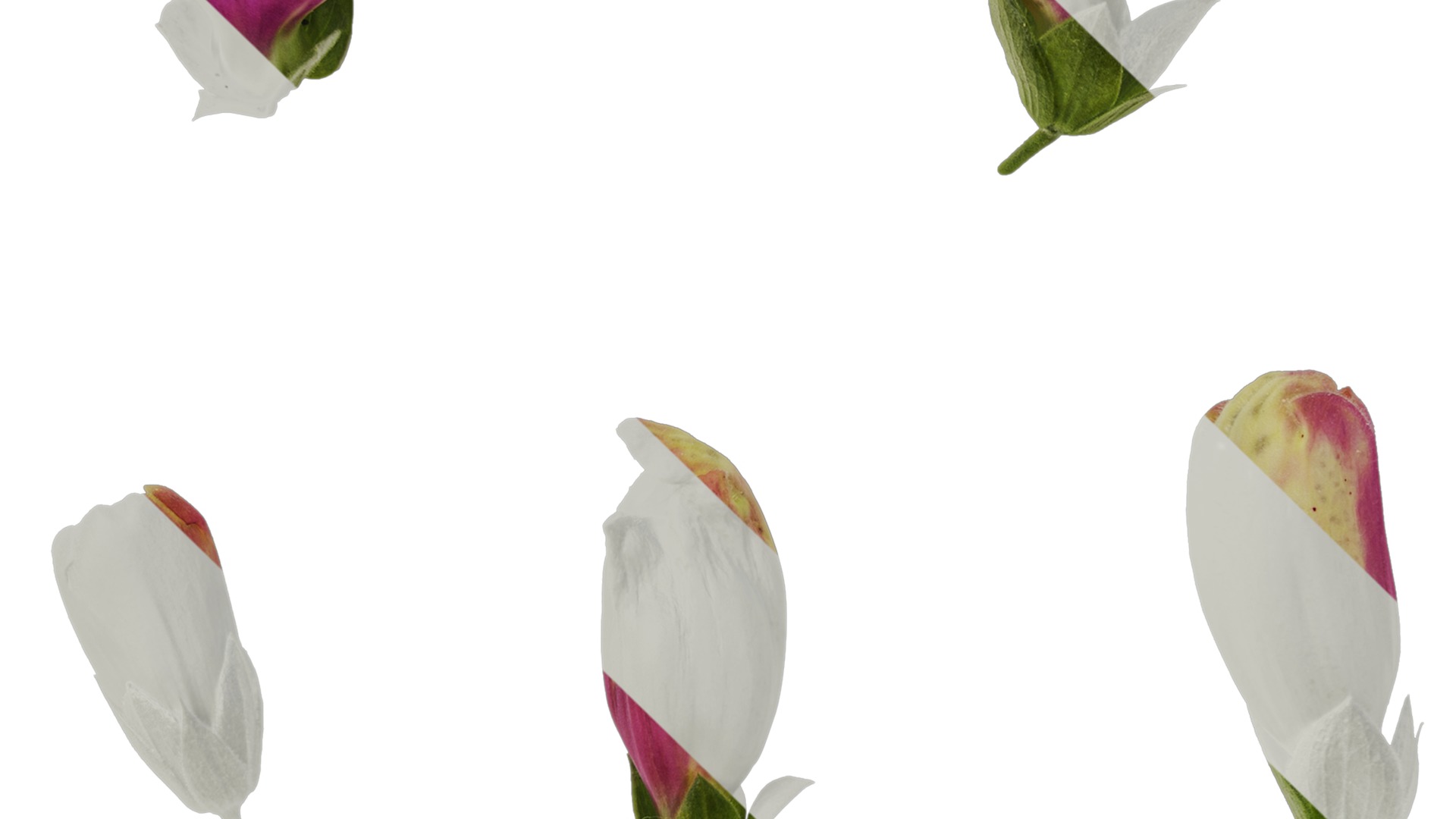 Anydrafts Digitalis purpurea Flower 12 Texture_3