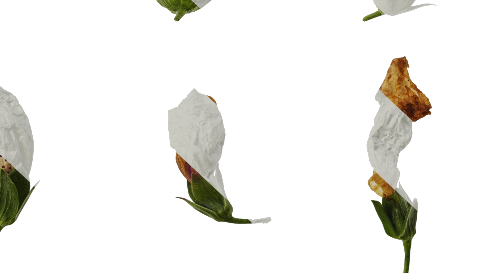 Anydrafts Digitalis purpurea Flower 12 Texture_6