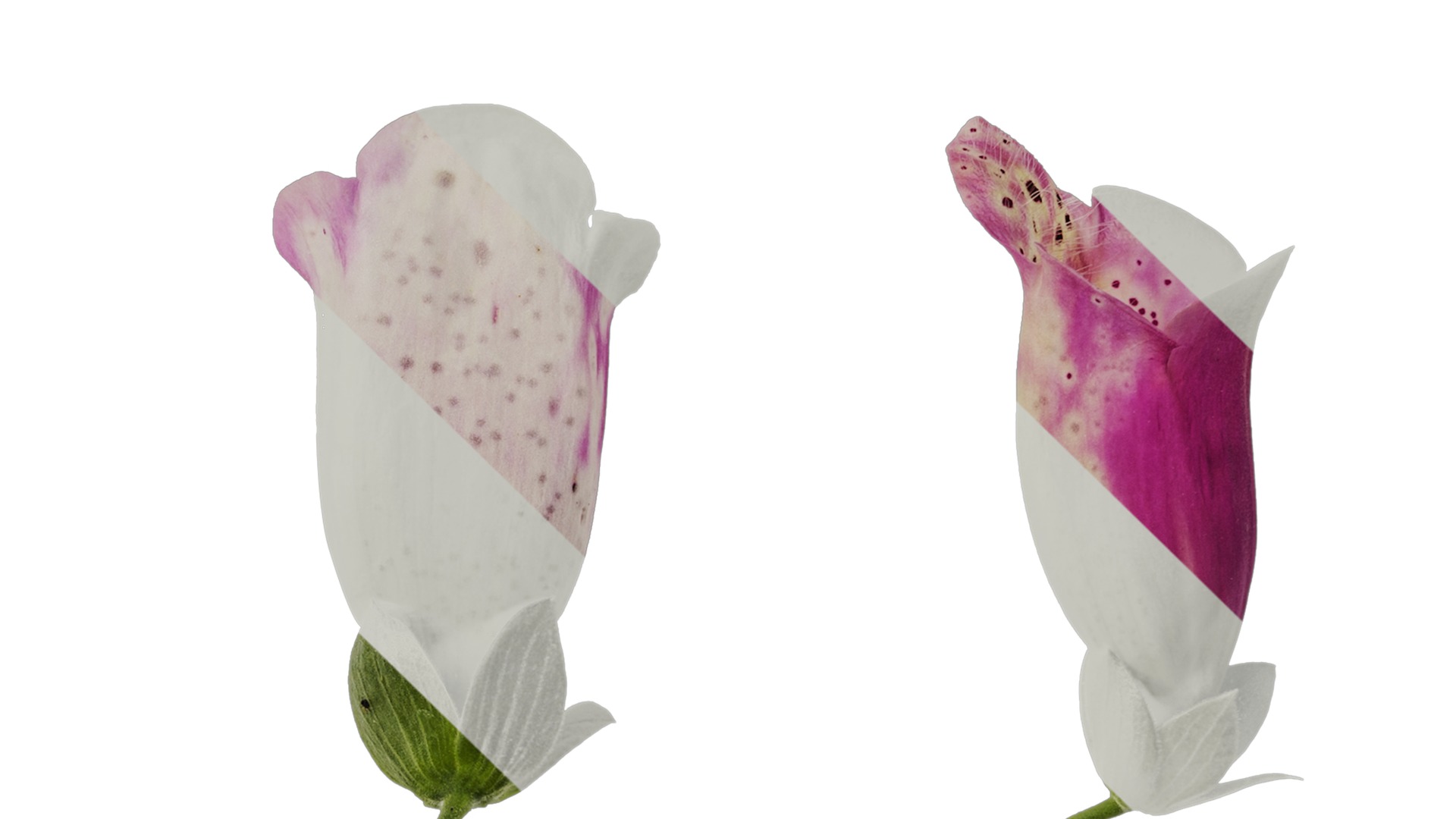 Anydrafts Digitalis purpurea Flower 12 Texture_4