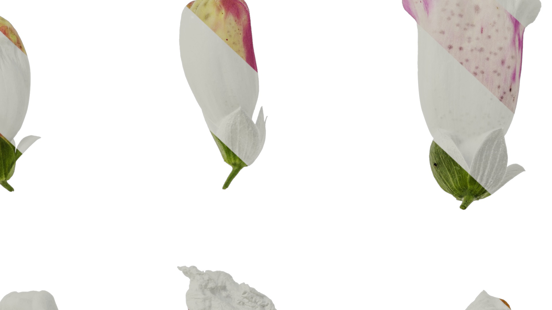 Anydrafts Digitalis purpurea Flower 12 Texture_7