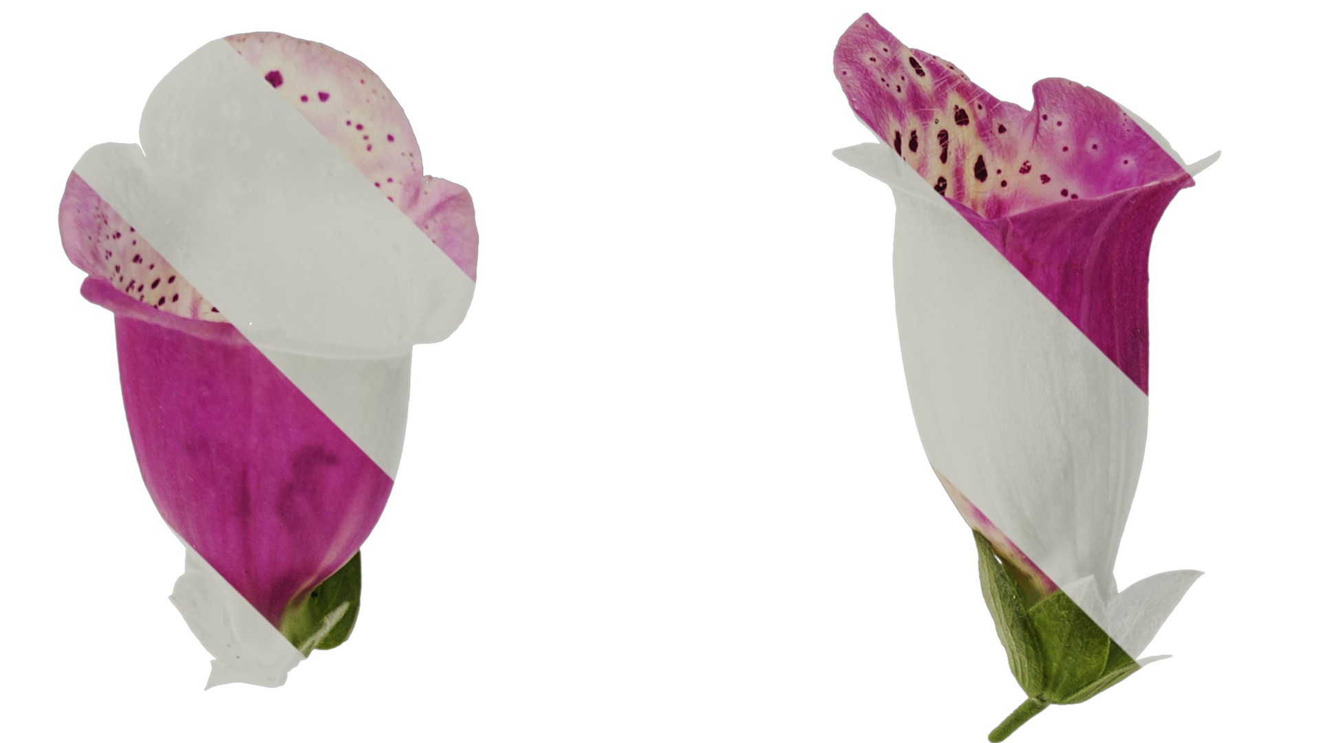 Anydrafts Digitalis purpurea Flower 12 Texture_1