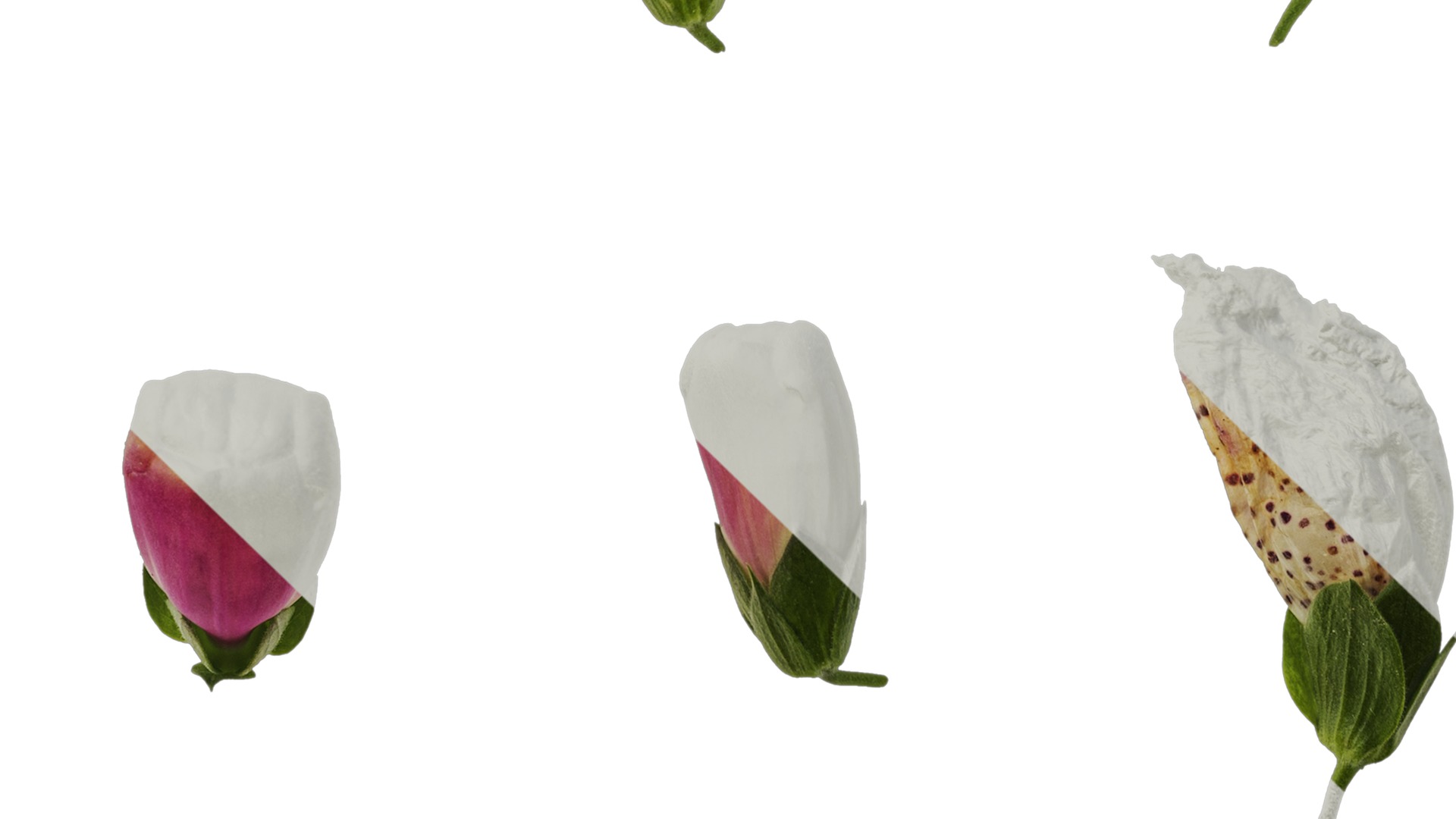 Anydrafts Digitalis purpurea Flower 12 Texture_5