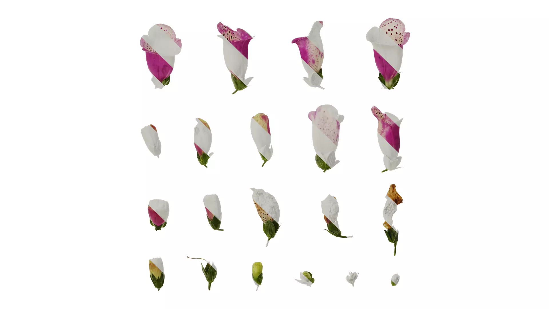 Anydrafts Digitalis purpurea Flower 12 Texture_0