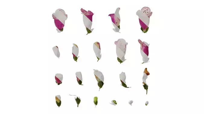 Anydrafts Digitalis purpurea Flower 12