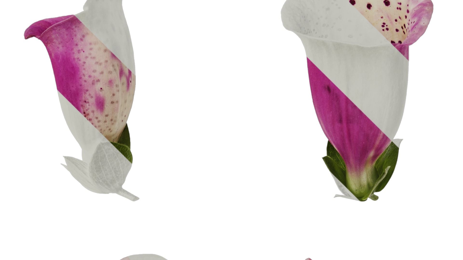 Anydrafts Digitalis purpurea Flower 12 Texture_2