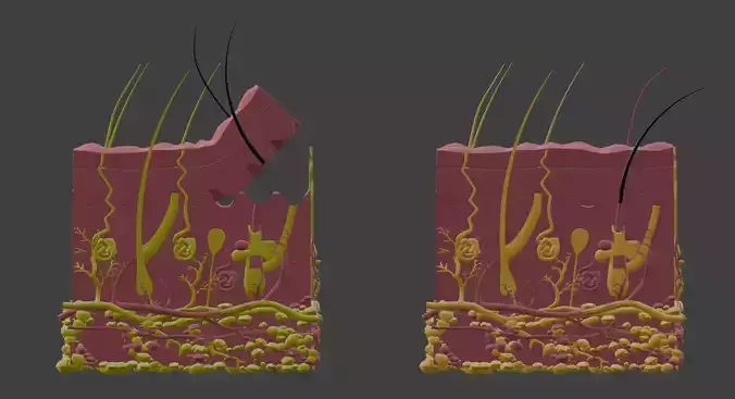 3D Model of Skin Anatomy