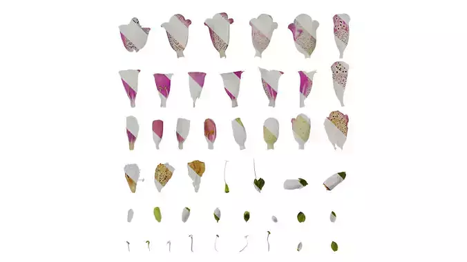 Anydrafts Digitalis purpurea Flower 13