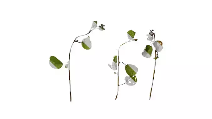 Anydrafts Cotinus coggygria Atlas 02