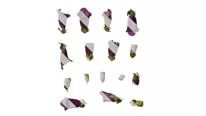 Anydrafts Digitalis purpurea Flower 14