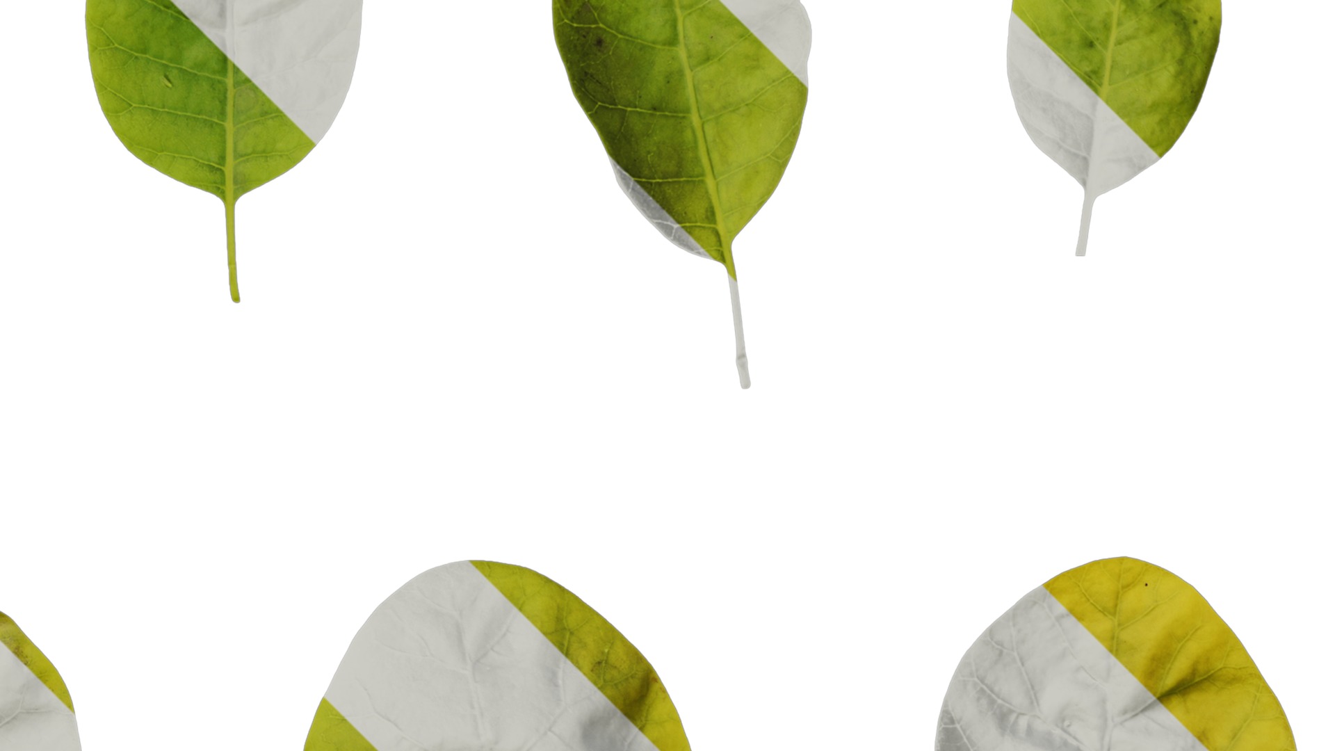 Anydrafts Cotinus coggygria Leaf 05 Texture_2