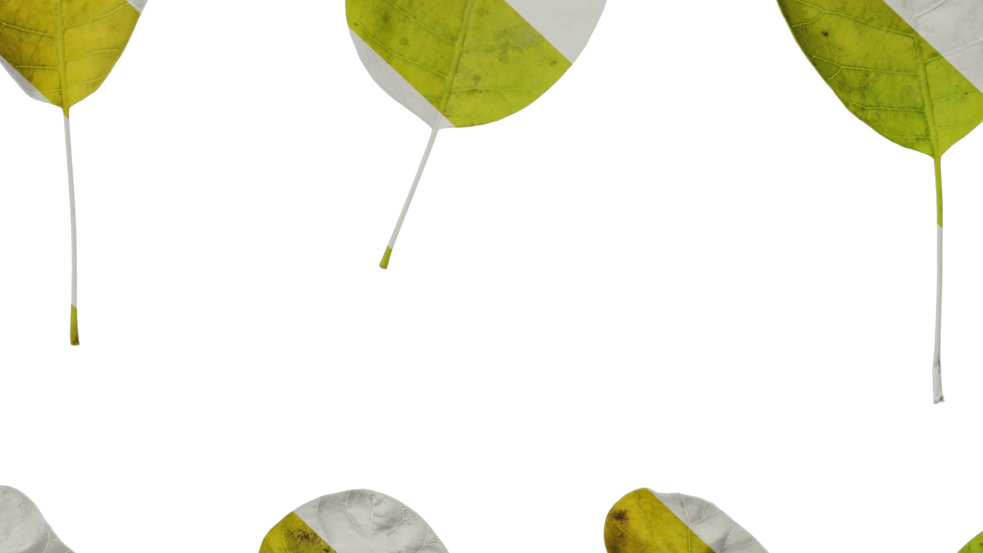 Anydrafts Cotinus coggygria Leaf 05 Texture_7