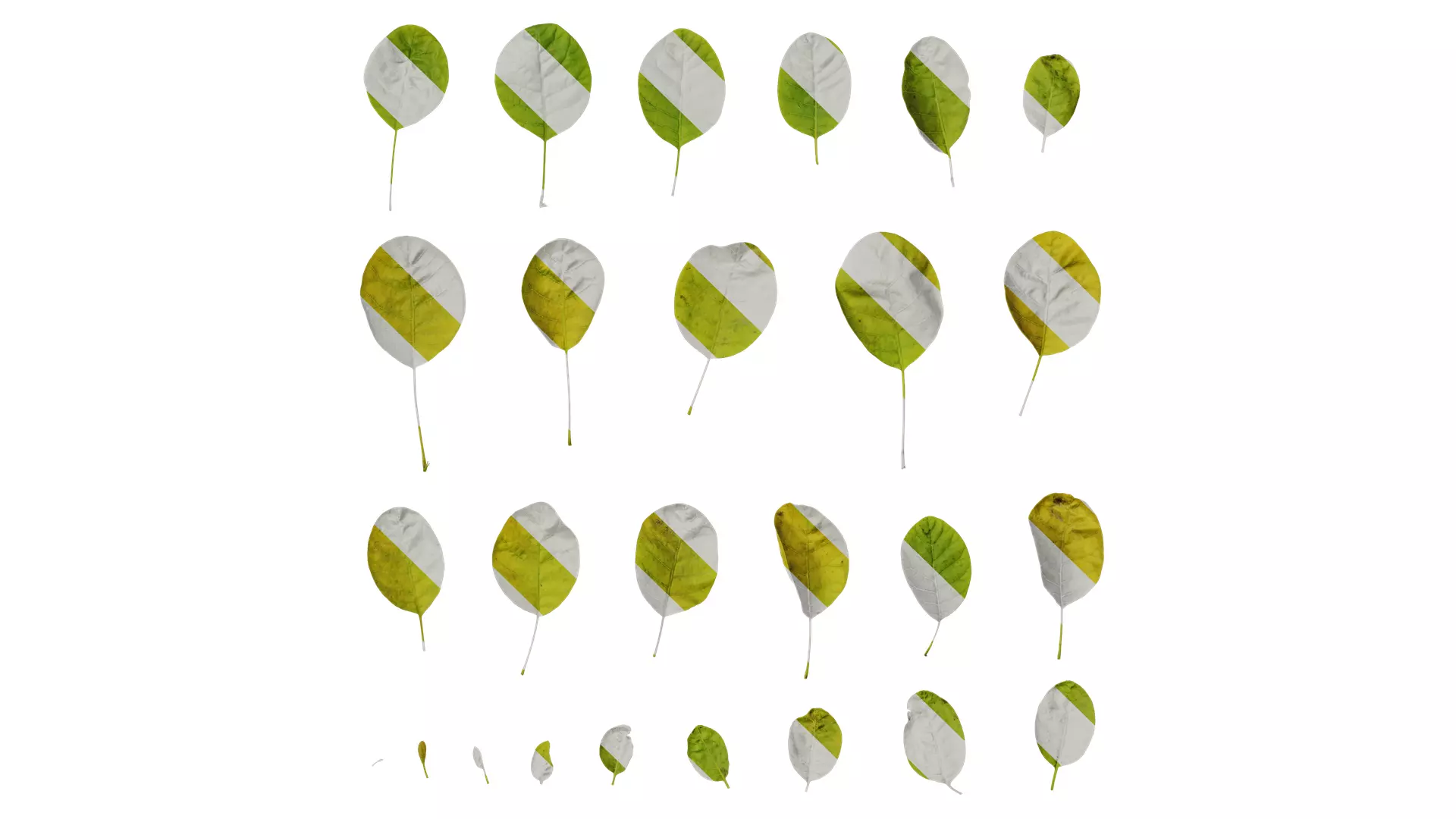 Anydrafts Cotinus coggygria Leaf 05 Texture_0