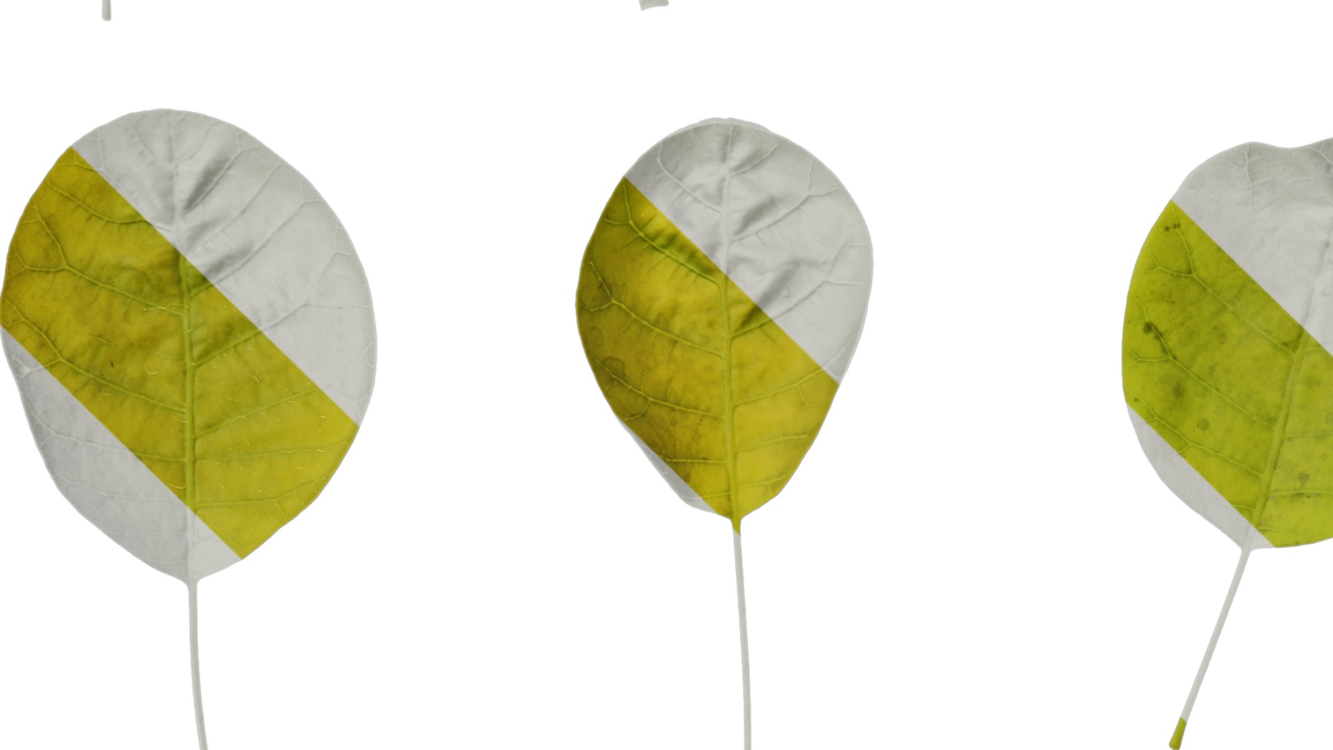 Anydrafts Cotinus coggygria Leaf 05 Texture_3