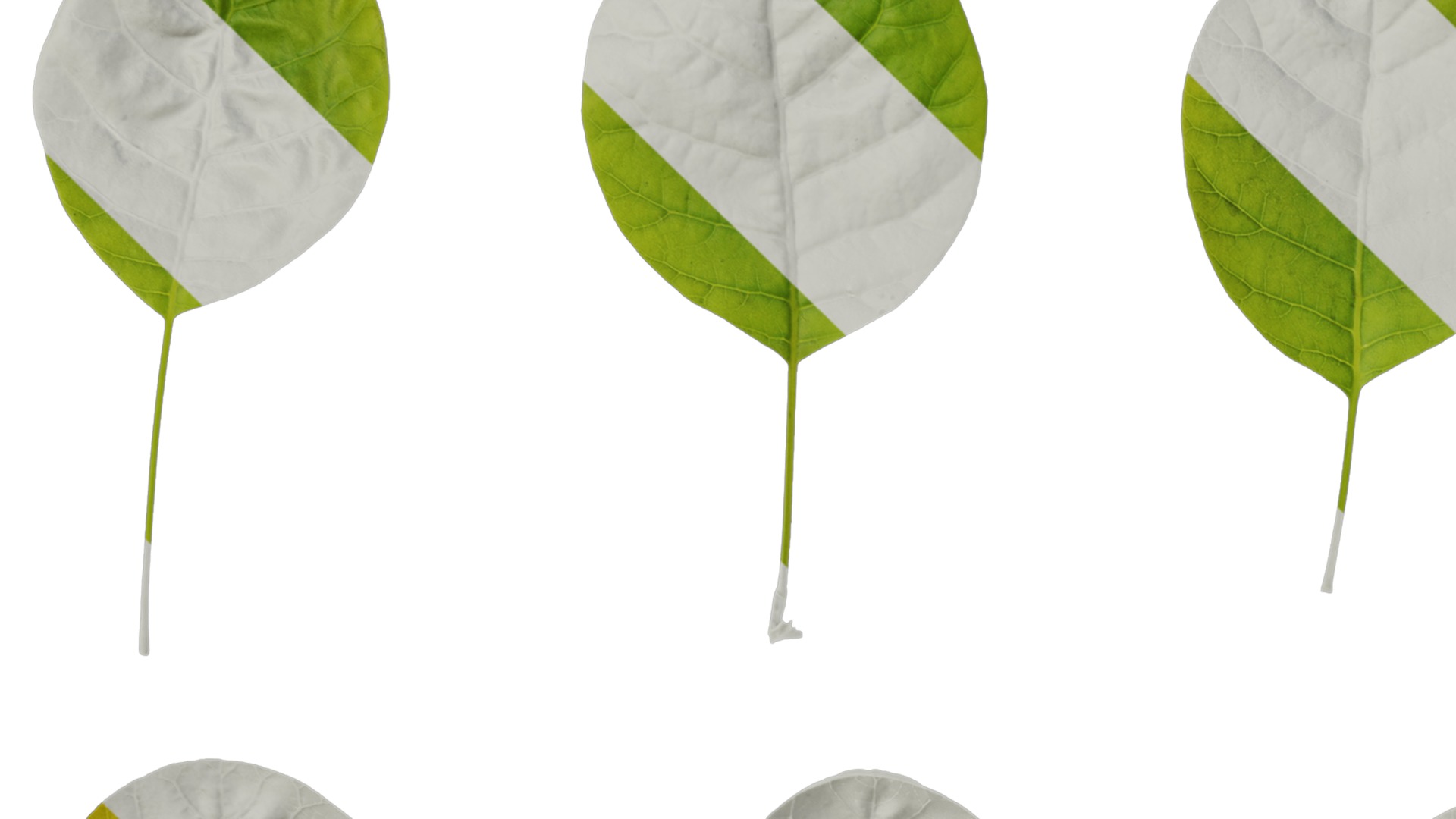 Anydrafts Cotinus coggygria Leaf 05 Texture_1