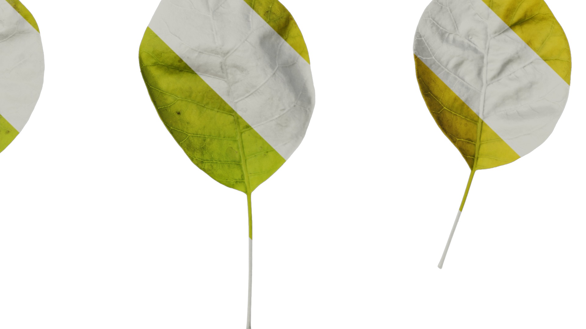 Anydrafts Cotinus coggygria Leaf 05 Texture_4