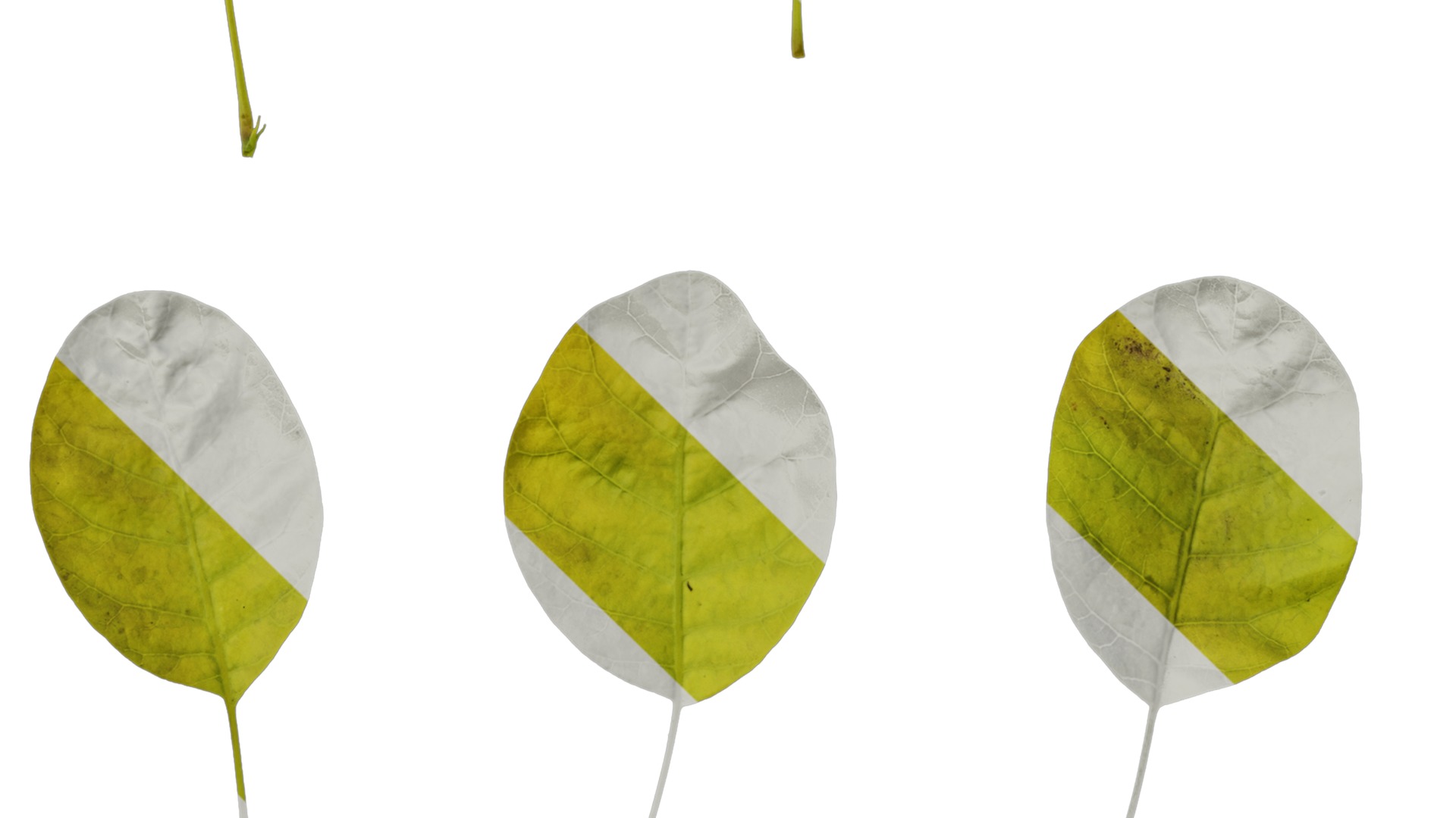 Anydrafts Cotinus coggygria Leaf 05 Texture_5