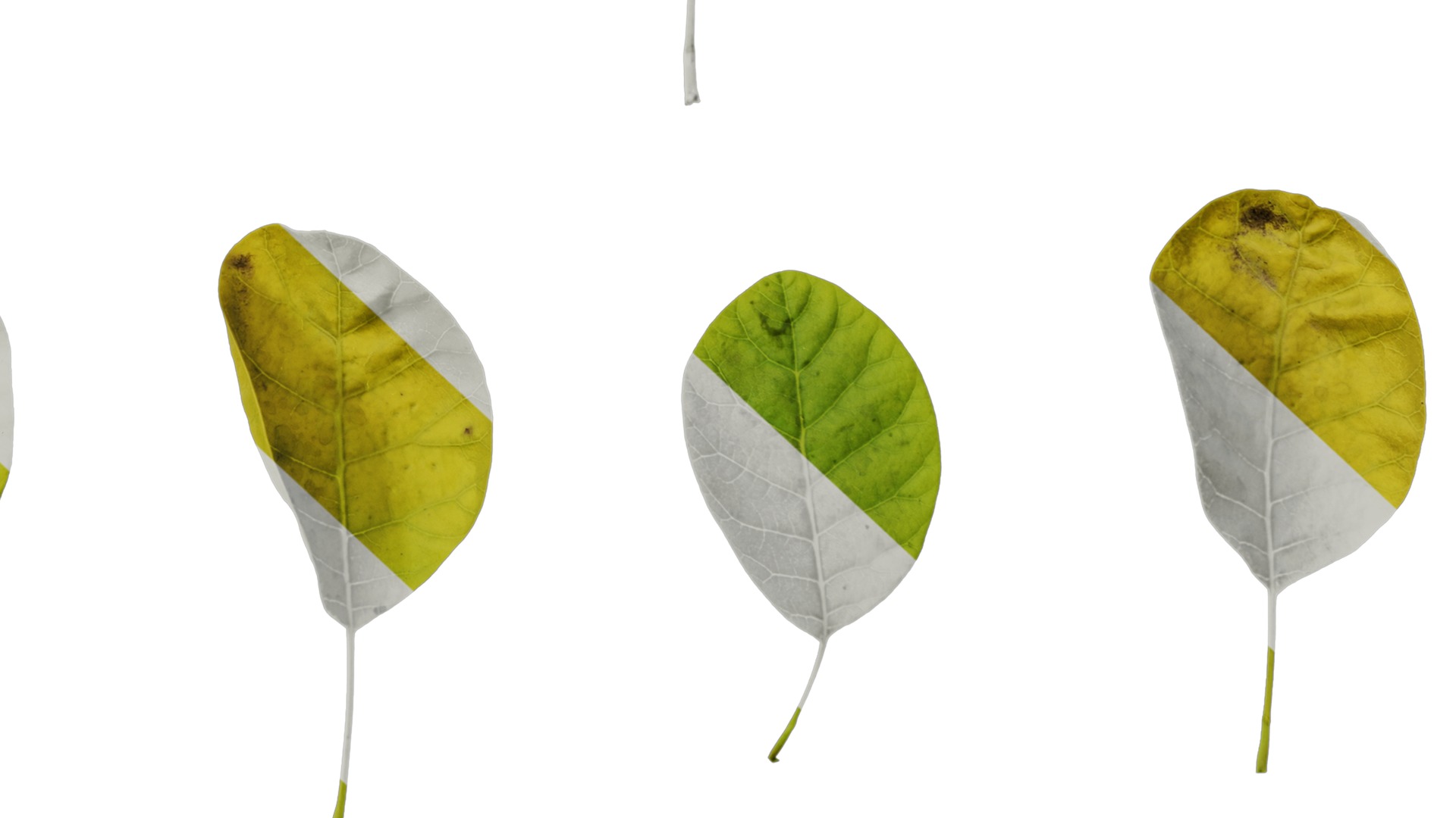 Anydrafts Cotinus coggygria Leaf 05 Texture_6