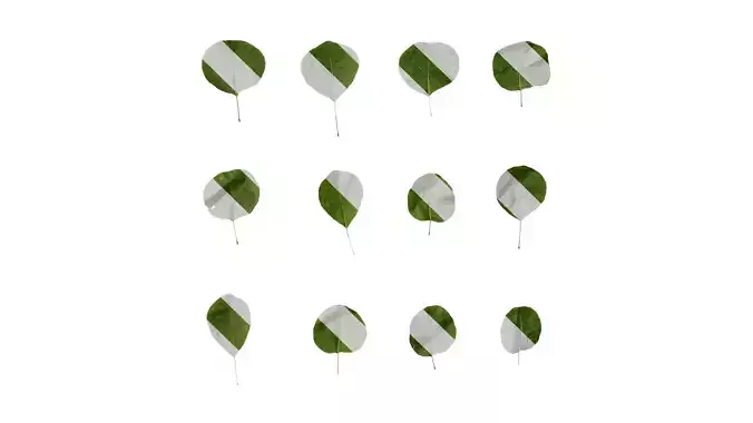 Anydrafts Cotinus coggygria Leaf 06