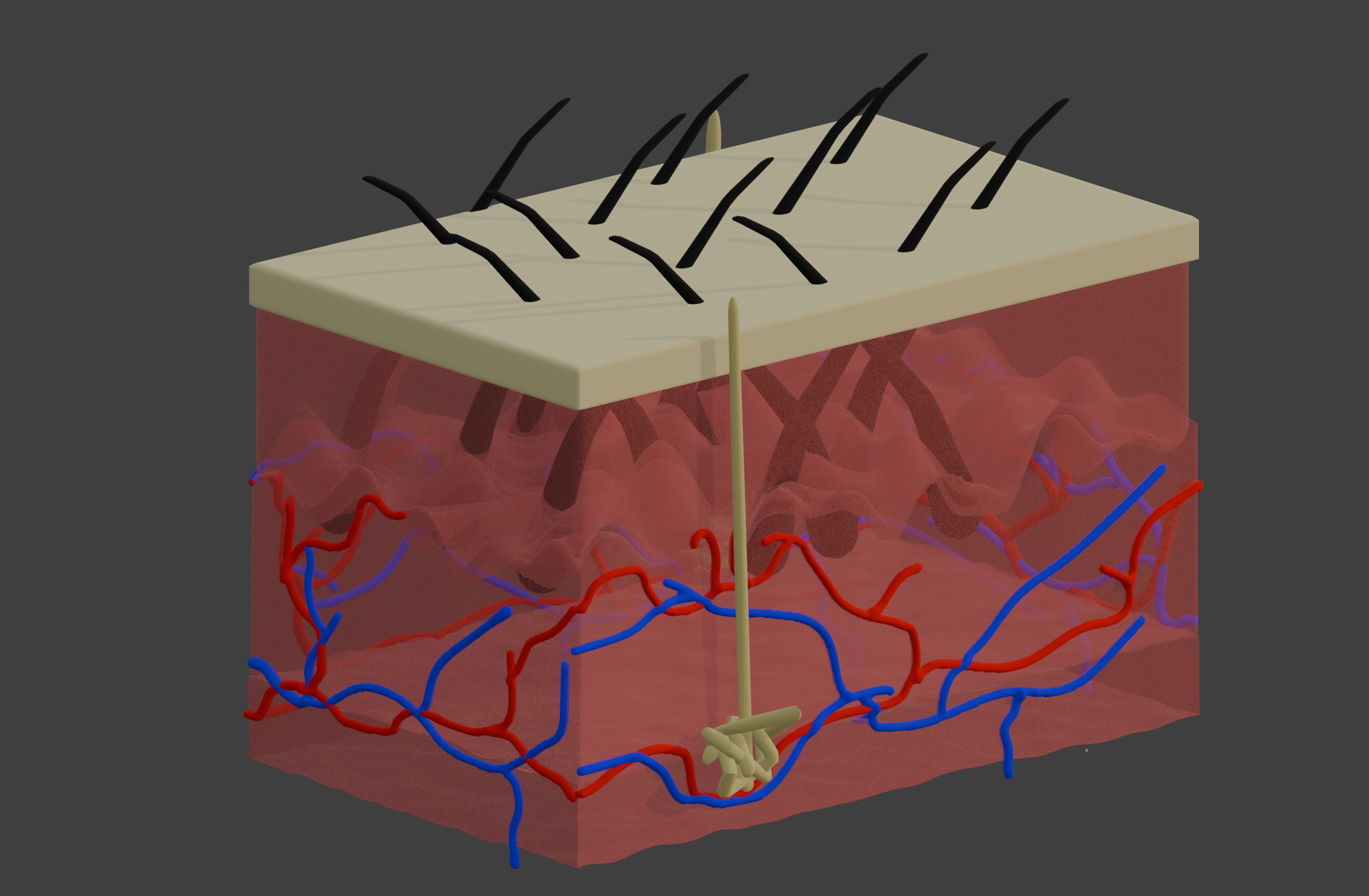 3D Model of Anatomy of the Skin v2 3D print model_4