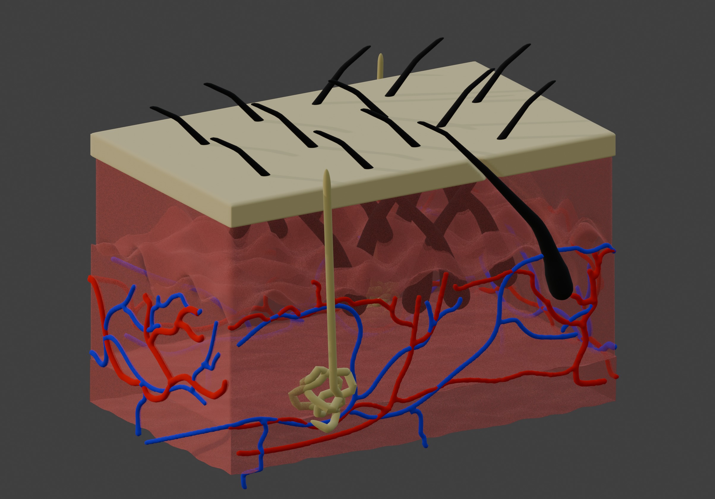 3D Model of Anatomy of the Skin v2 3D print model_3