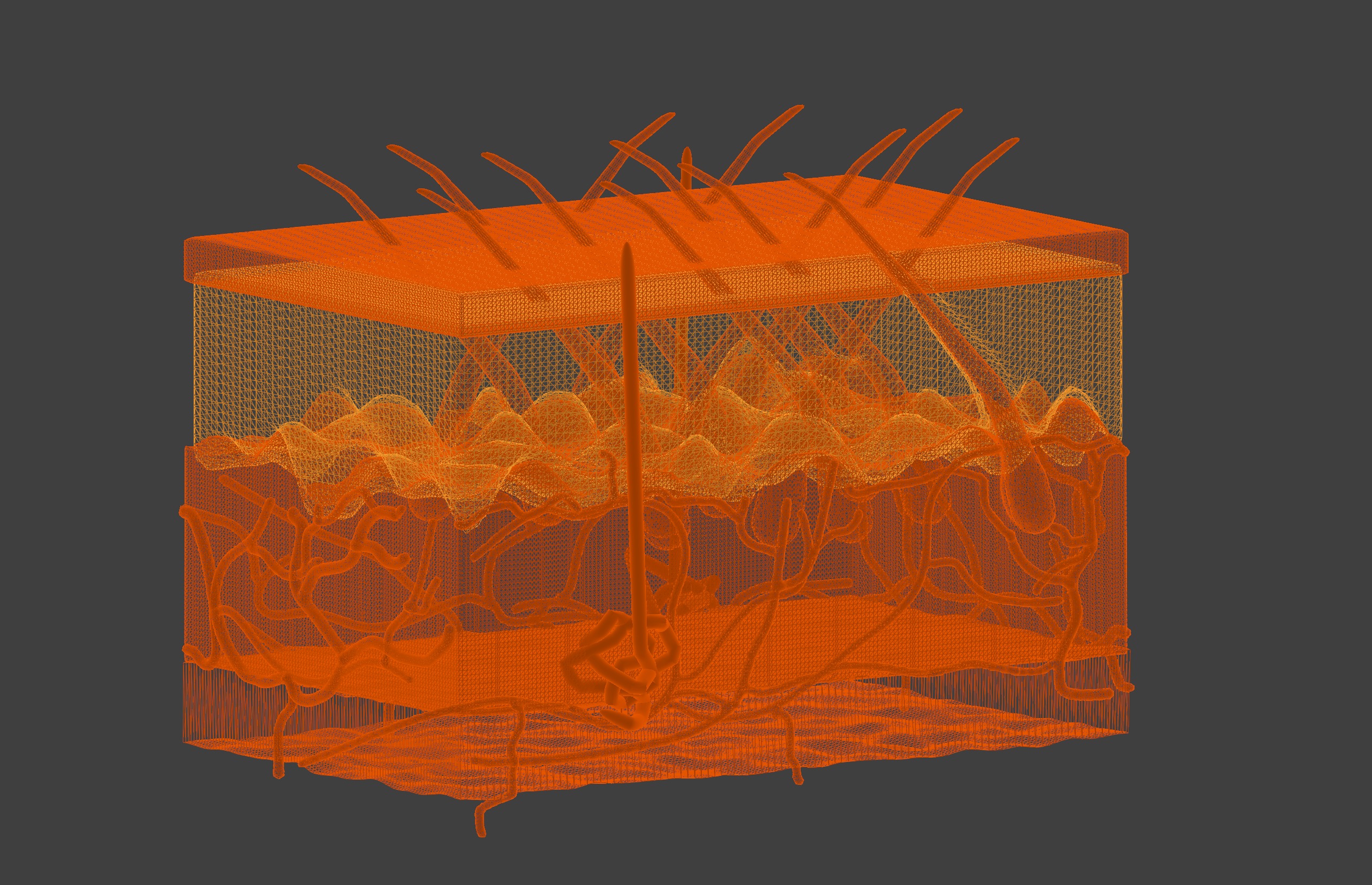 3D Model of Anatomy of the Skin v2 3D print model_7
