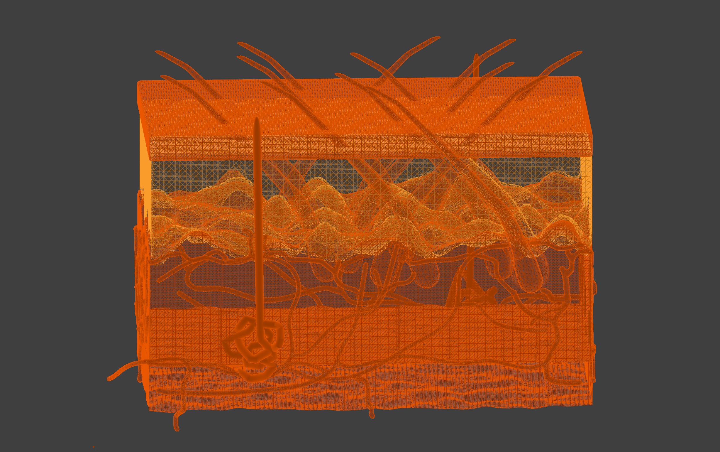 3D Model of Anatomy of the Skin v2 3D print model_8